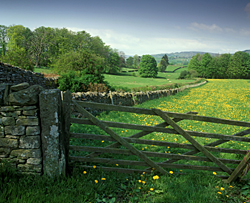 Near Romaldkirk in County Durham