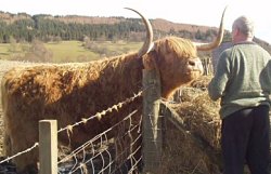 A Highland Cow