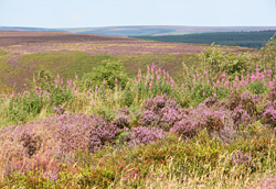 North York Moors